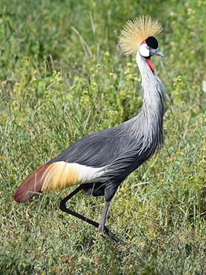 Crested Bird
