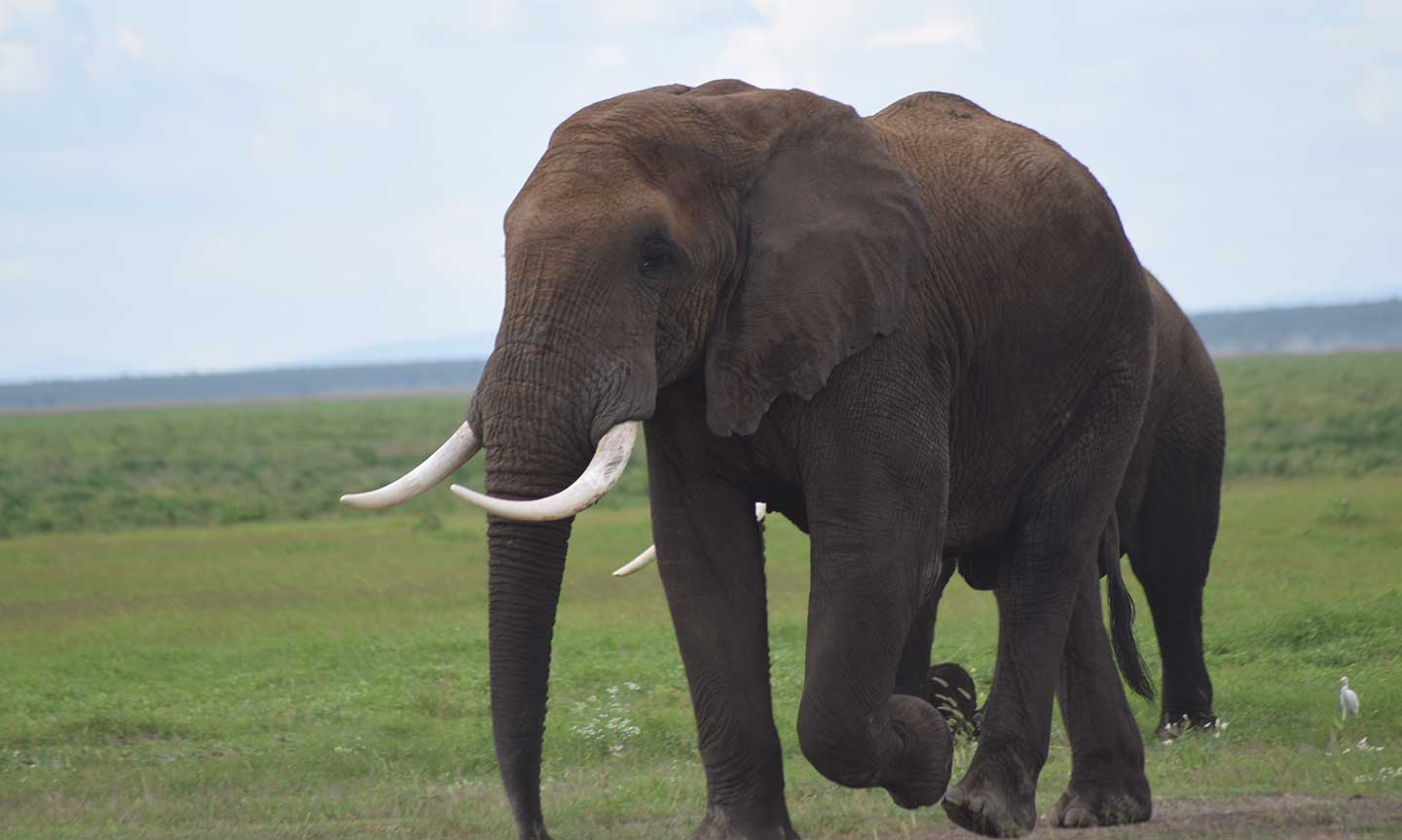 Elephant-walking