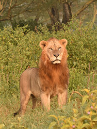 Hungry Lion