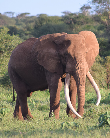 Best for the Big Five