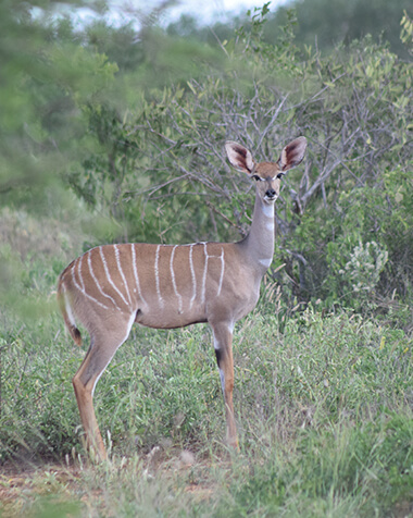Home to the African Leopard