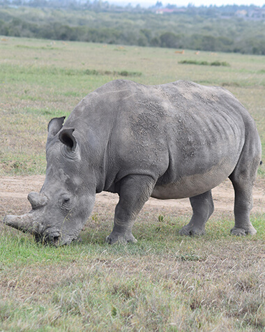 Best for Wildebeests