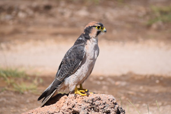 Lanner Falcon