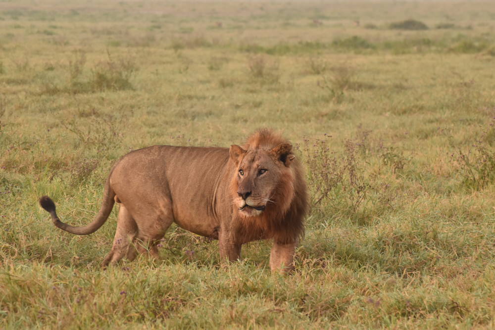 Lion in the Wilderness_KWSS Lion in the Wilderness_KWSS