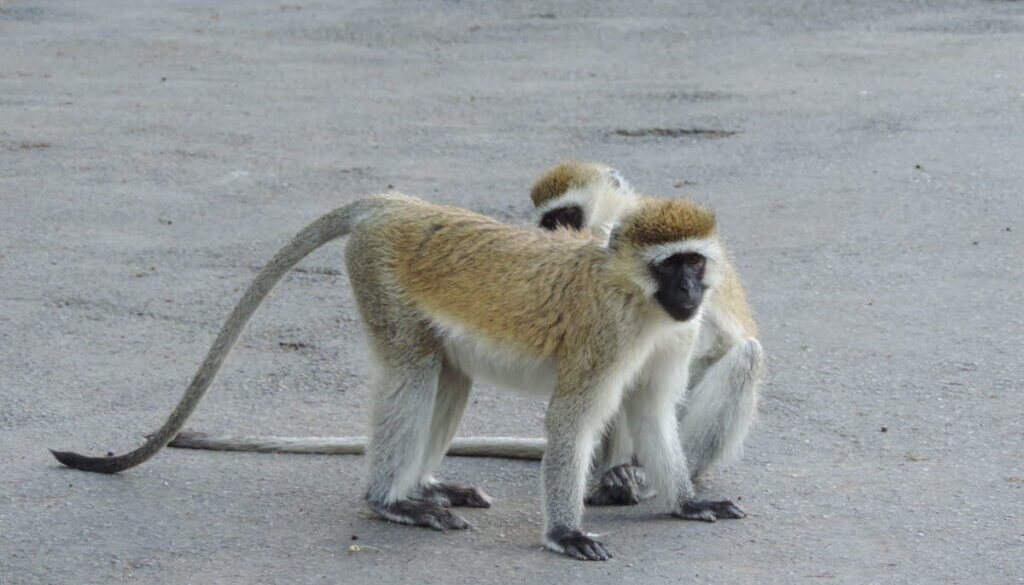 Monkeys Playing_KWSS