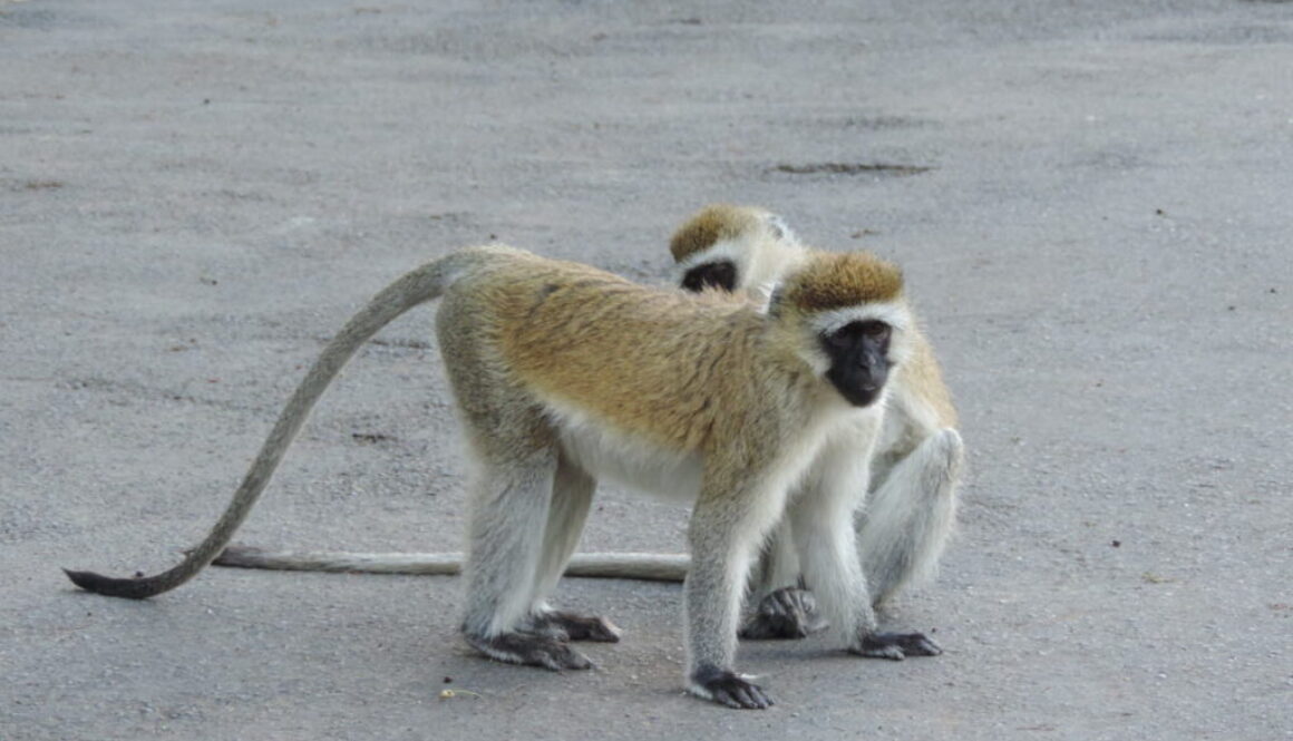 Monkeys Playing_KWSS
