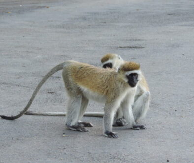 Monkeys Playing_KWSS