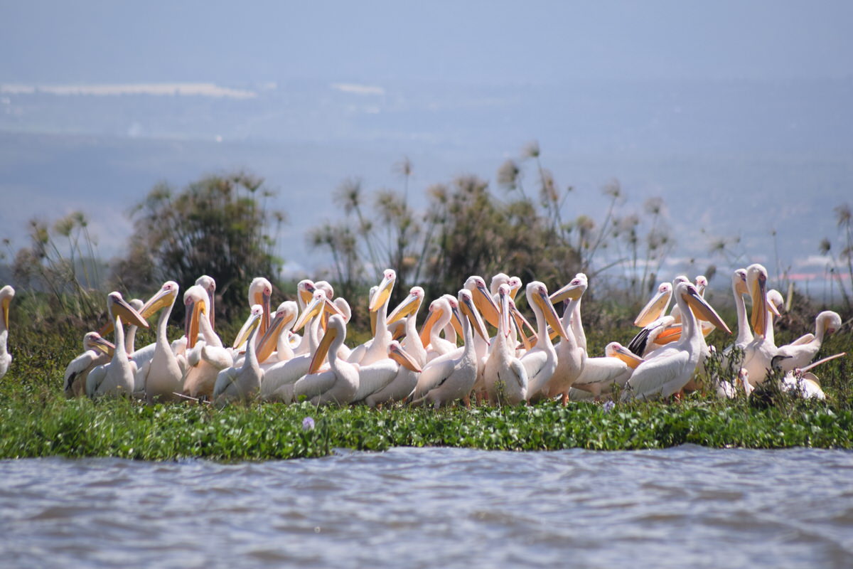 Pelicans Basking by the Lake