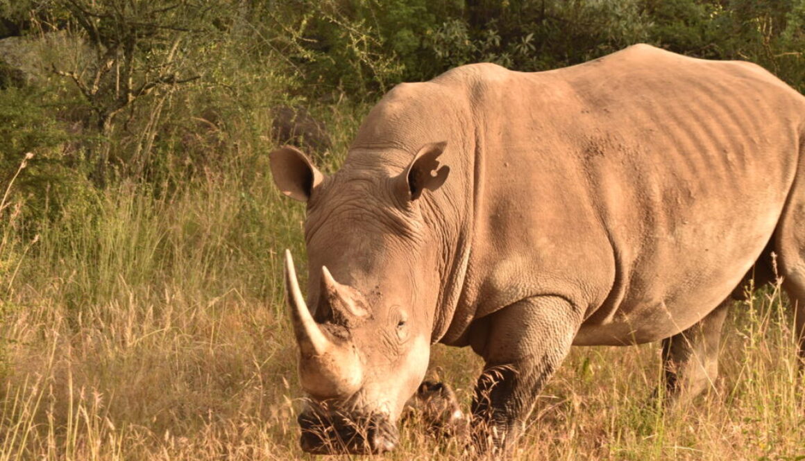 Rhino in the Wild_KWSS