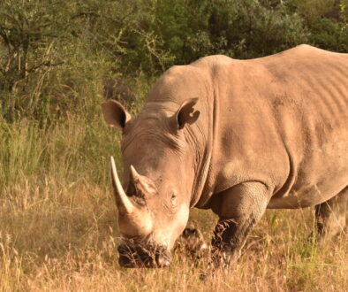 Rhino in the Wild_KWSS