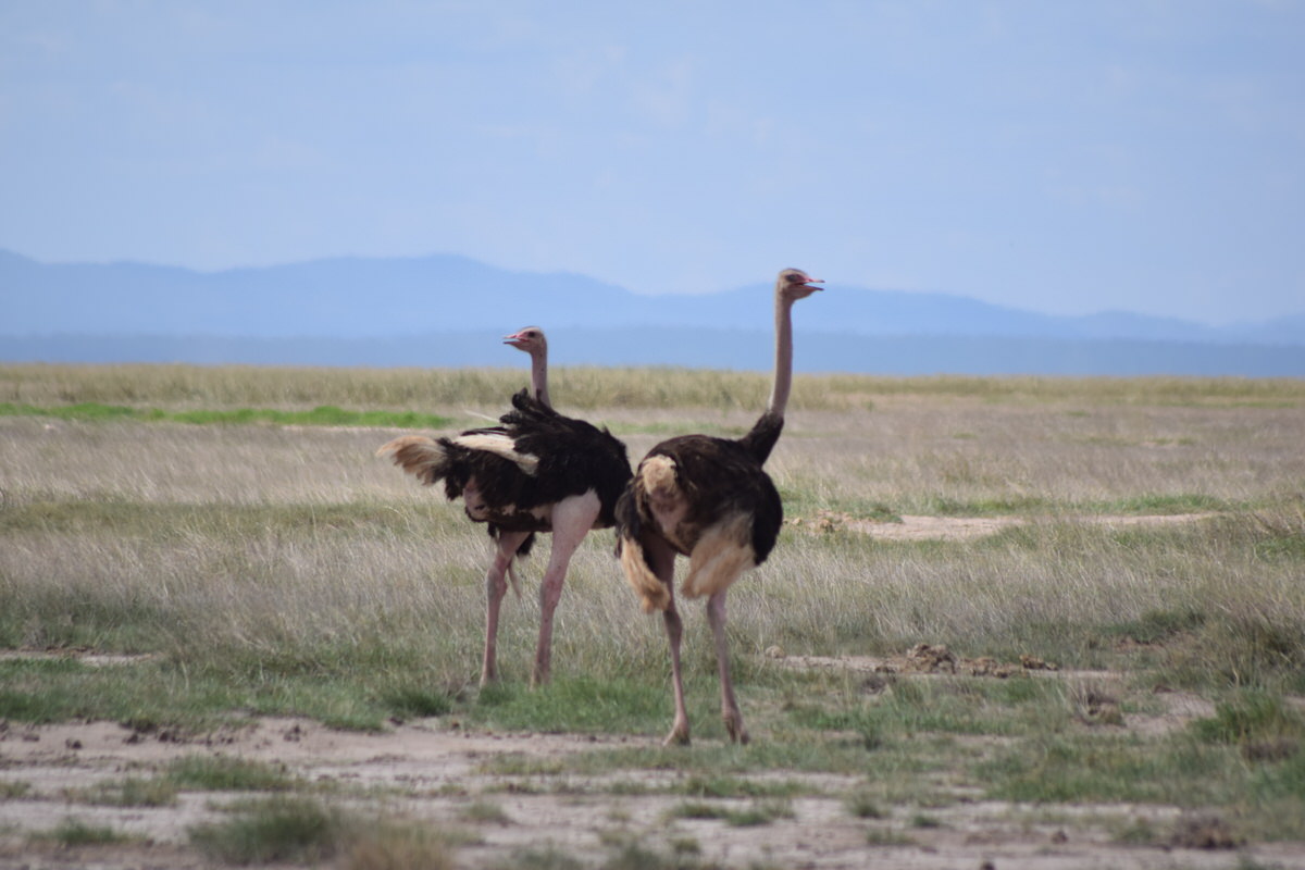 Two Ostriches_Kenya Wild Step Safaris Two Ostriches_Kenya Wild Step Safaris