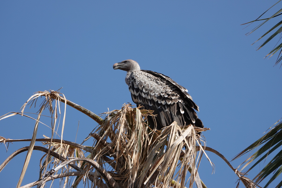 Vulture_Kenya Wild Step Safaris