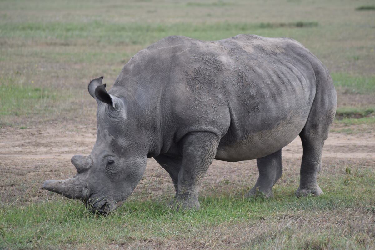 White Rhino