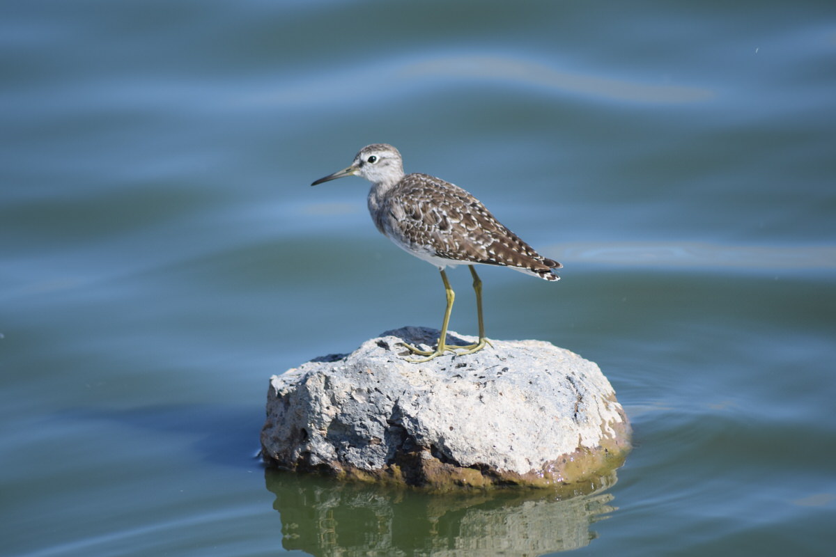 Wood sandpiper_Kenya Wild Step Safaris Wood sandpiper_Kenya Wild Step Safaris
